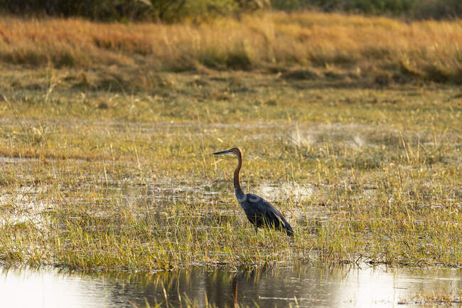 An egret wading through marshland — Stock Photo