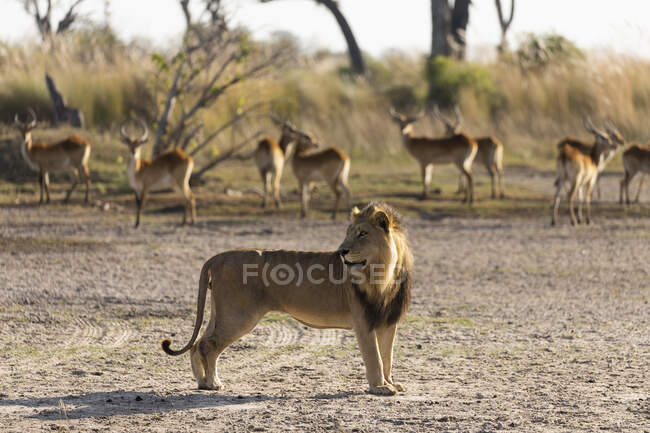 Лев стоїть здалека від стада імпали. — стокове фото