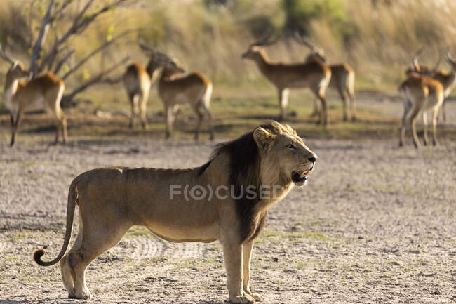Ein männlicher Löwe, der am frühen Morgen in der Nähe einer Impala-Herde steht — Stockfoto