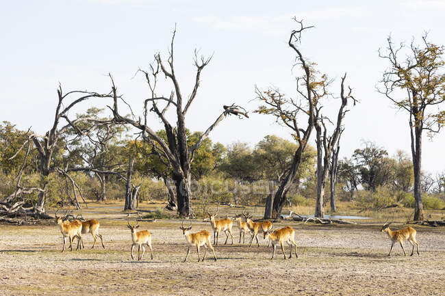 Uma pequena manada de impala no início da manhã — Fotografia de Stock