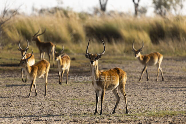 Manada de impala no início da manhã, alerta cabeças para cima — Fotografia de Stock