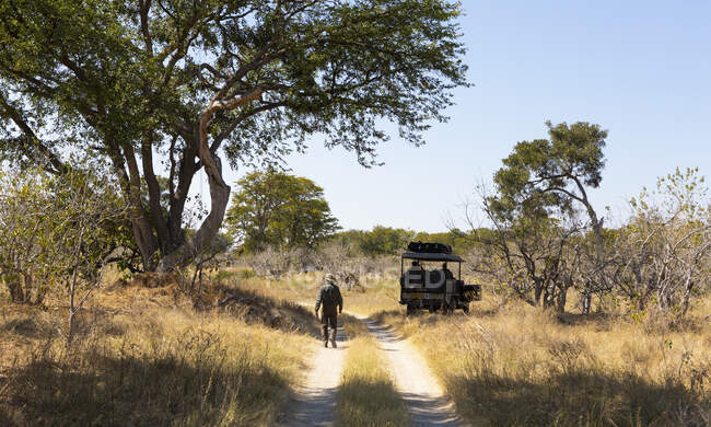 Un guide de safari suivi, marchant devant un véhicule dans une réserve faunique. — Photo de stock
