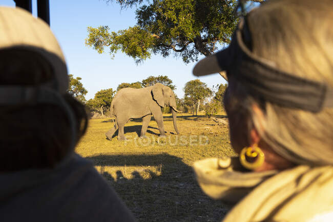 Pasajeros en un jeep de safari observando un gran elefante caminando cerca del vehículo. - foto de stock