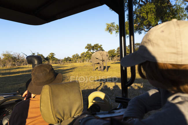 Pasajeros en un jeep de safari observando un gran elefante caminando cerca del vehículo. - foto de stock