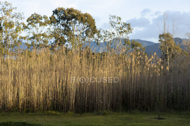 Tall riverbank reeds and trees lit by pale sunlight, view to a mountain range. — Stock Photo
