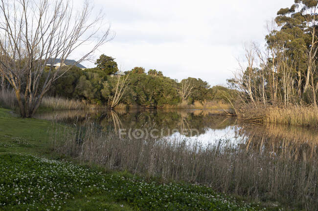 Tall reeds and grass on a riverbank, flat calm river surface and mature trees. — Stock Photo