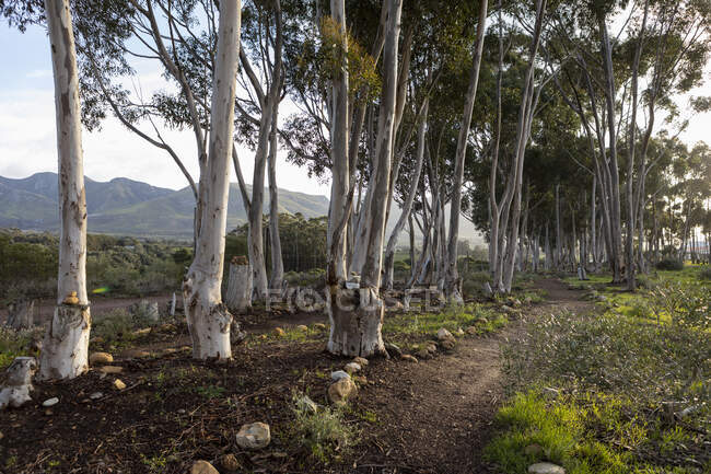 Природний заповідник і пішохідна стежка, стежка через зрілі блакитні ясенні дерева і вид на гору, рано вранці . — стокове фото