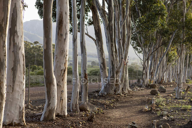 Nature reserve and walking trail, a path through mature blue gum trees and a mountain view, early morning. — Stock Photo