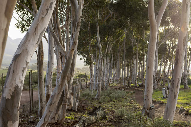 Reserva natural e trilha a pé, um caminho através de árvores de goma azul madura e uma vista para a montanha, de manhã cedo. — Fotografia de Stock