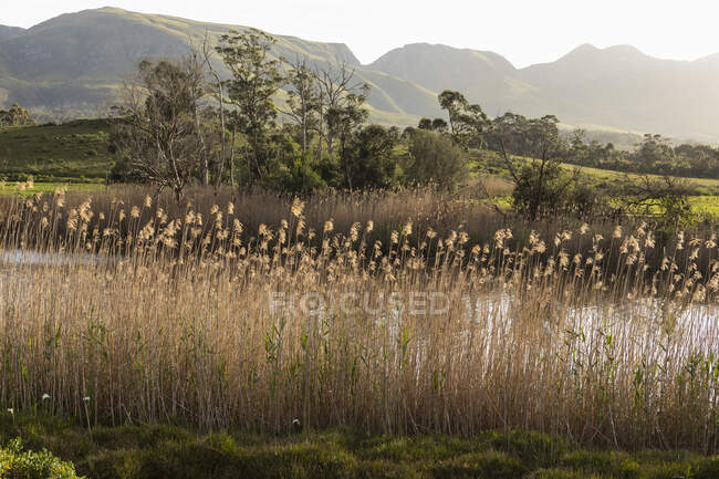 Tall reeds growing on a river bank, view of a tall mountain range across a valley. — Stock Photo