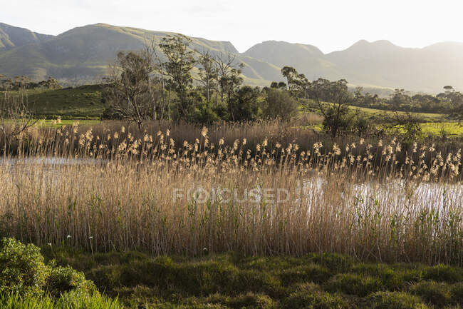 Tall reeds growing on a river bank, view of a tall mountain range across a valley. — Stock Photo