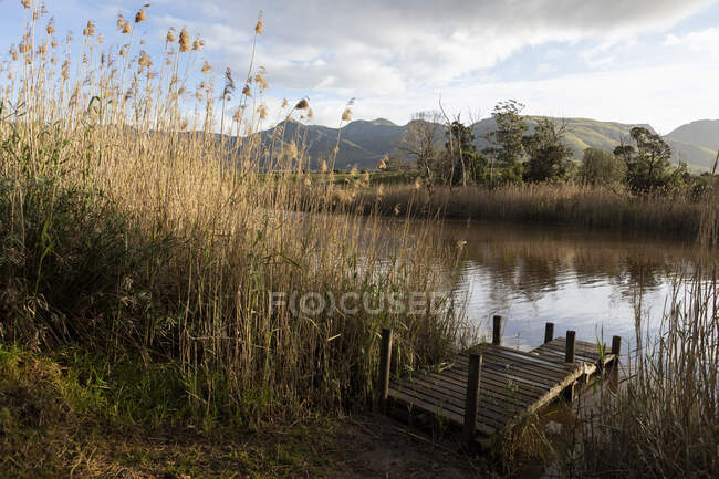 Un pontile di legno su una riva del fiume, canne alte e erbe. — Foto stock