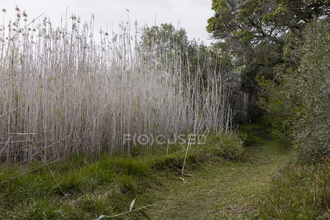 Un sentiero tra canneti e alberi sulla riva di un fiume. — Foto stock