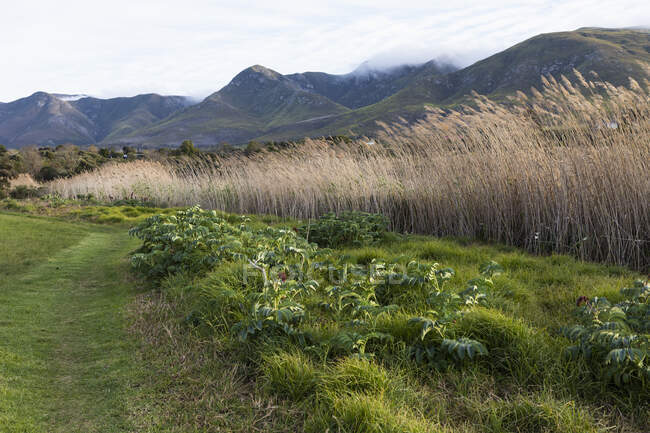 Пейзаж в плоской равнине и вид на горы Кляйн, — стоковое фото