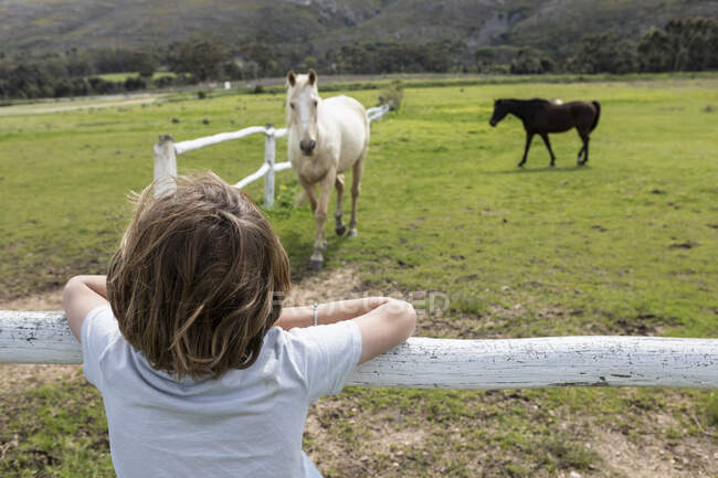 Garçon de huit ans appuyé sur une clôture, regardant des chevaux dans un champ — Photo de stock