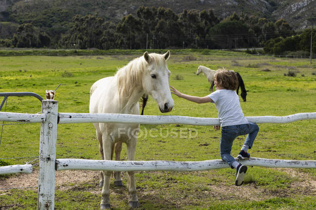 Eight year old boy reaching over a fence to pat a grey horse in a field — Stock Photo