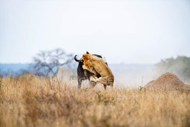 Лев, Panthera leo, ловит буйвола на поляне, Syncerus caffer — стоковое фото