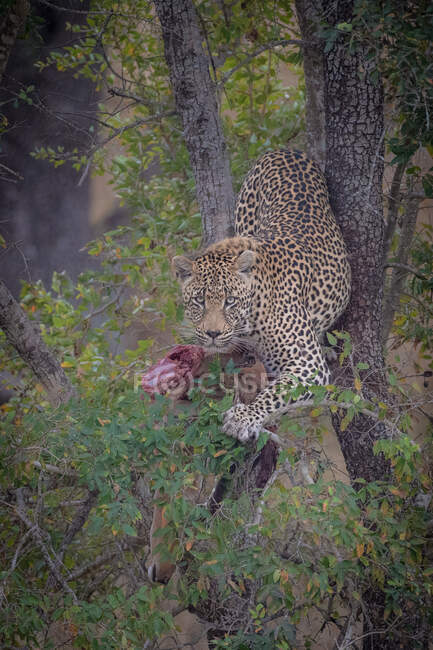 Um leopardo, Panthera pardus, está em uma árvore, floresta em primeiro plano — Fotografia de Stock