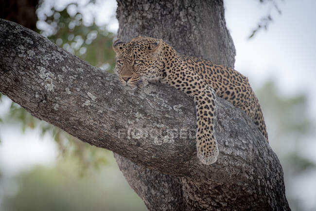 Ein Leopard, Panthera pardus, liegt auf einem Ast und schaut aus dem Rahmen — Stockfoto