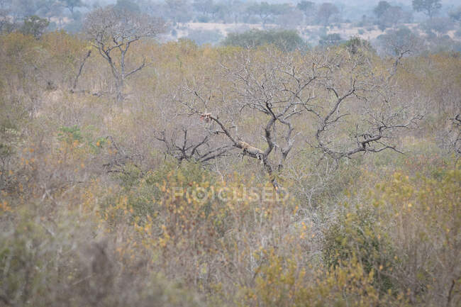 Paesaggio con alberi di gomma arabica, Acacia senegal — Foto stock
