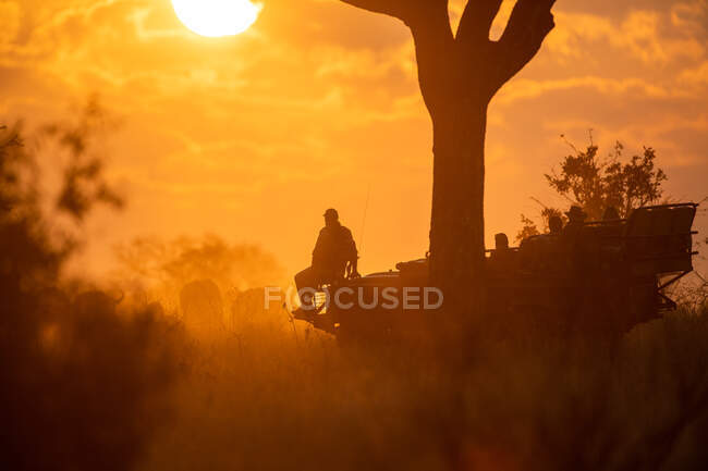 A vehicle goes on a game drive at sunset, silhouetted — Stock Photo