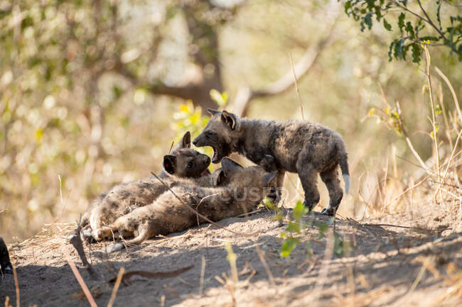 Filhotes de cães selvagens, Lycaon pictus, brincando perto de seu covil — Fotografia de Stock