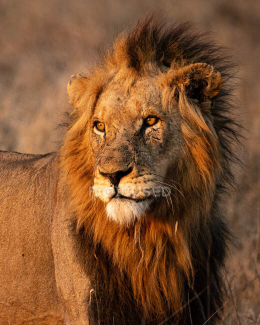 Un retrato de un león macho, Panthera leo, mirando fuera de marco hacia el sol - foto de stock