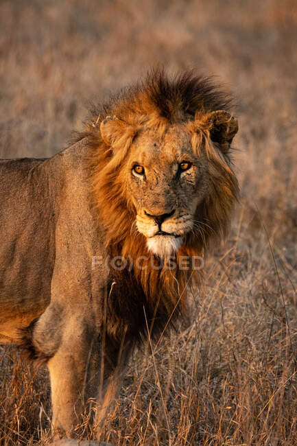 Портрет лева, Пантера лео, дивиться з рамки на сонце. — стокове фото