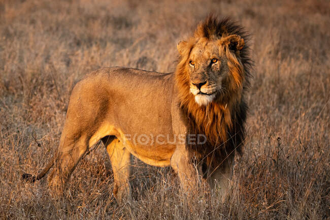 Un león macho, Panthera leo, se encuentra en un claro al sol, mirando fuera de marco - foto de stock