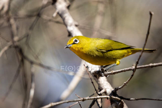Un uccello dall'occhio bianco, Zosterops virens, si erge su un ramo, inclinando la testa — Foto stock