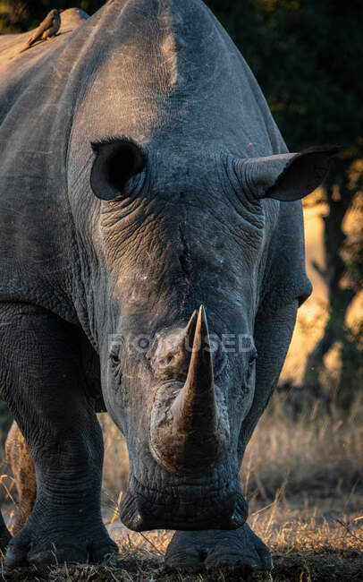 Un rinoceronte bianco, Ceratotherium simum, guarda direttamente la macchina fotografica, luce soffusa al tramonto — Foto stock