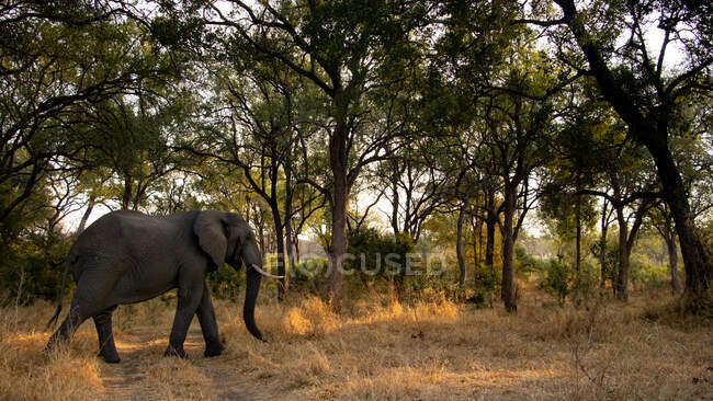 Африканський слон локсодонта африканська ходить по деревах. — стокове фото