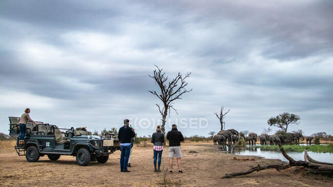 Bebida parar no buraco da água, assistindo rebanho de elefantes africanos, loxodonta africana — Fotografia de Stock