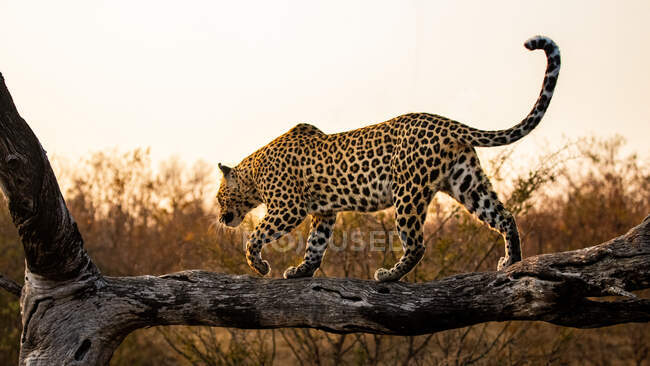 Un leopardo, Panthera pardus, si bilancia lungo un tronco al tramonto — Foto stock