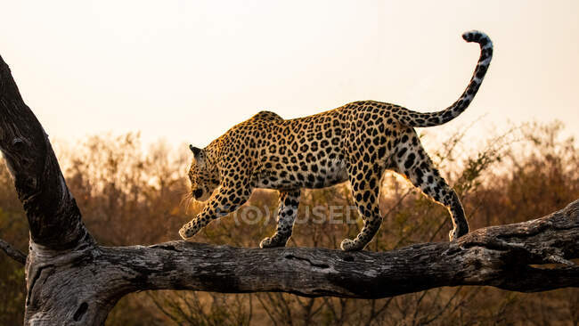 Леопард (Panthera pardus) балансує вздовж колоди під час заходу сонця. — стокове фото