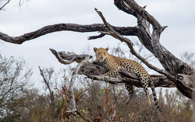 Ein Leopard, Panthera pardus, liegt auf einem abgestorbenen Ast und schaut aus dem Rahmen — Stockfoto