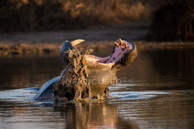 Un hipopótamo, Hippopotamus amphibius, bosteza mientras está en el agua, dientes visibles - foto de stock