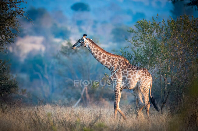 Una jirafa, Giraffa camelopardalis jirafa, camina a través de un claro con un fondo azul - foto de stock
