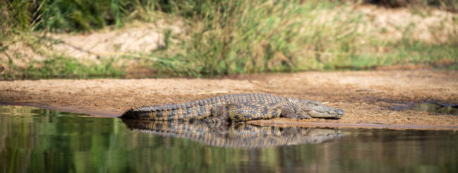Ein Nilkrokodil, Crocodylus niloticus, sonnt sich am Ufer eines Flusses — Stockfoto