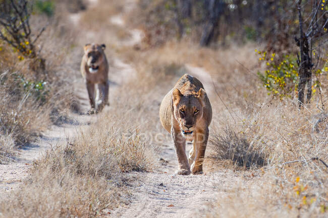 Duas leoas, Panthera leo, caminham em direção à câmera em uma pista de terra — Fotografia de Stock