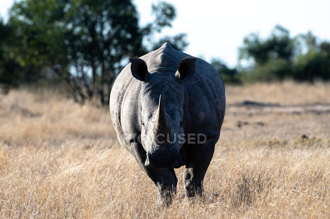Un rinoceronte bianco, Ceratotherium simum, si erge in uno sguardo diretto e schiarito — Foto stock