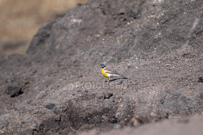 A golden breasted bunting, Emberiza flaviventris, stands on soil — Stock Photo