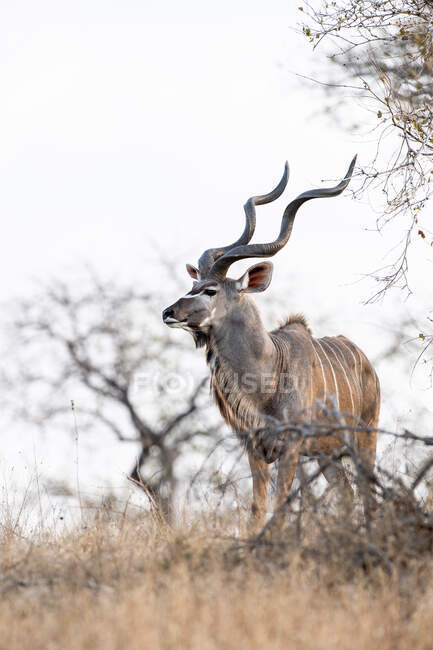 Un toro kudu, Tragelaphus strepsiceros, se encuentra en la hierba seca amoungst y ramas - foto de stock