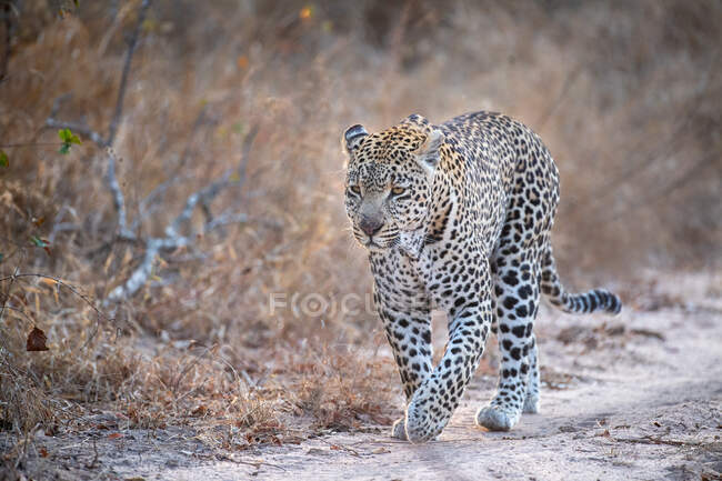 Um leopardo, Panthera pardus, caminha ao longo de uma pista de terra, orelhas para trás, fundo de grama marrom seco — Fotografia de Stock