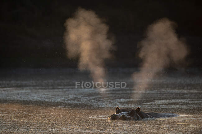 Un hipopótamo, Hippopotamus amphibius, sopla aire a través de su nariz mientras está en un pozo de agua - foto de stock