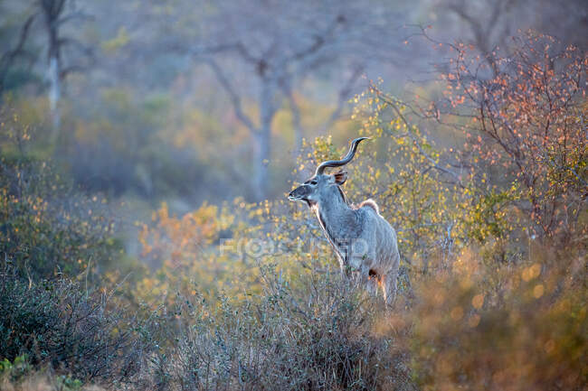 Un toro kudu, Tragelaphus strepsiceros, se encuentra en la vegetación de color otoñal - foto de stock