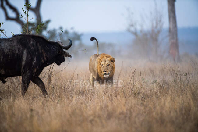 Un león macho, Panthera leo, persigue a un búfalo, Syncerus caffer - foto de stock