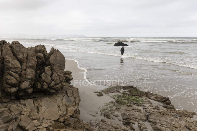 A man walking across sand to the water's edge on a beach, overcast day and surf waves breaking on shore. — Stock Photo