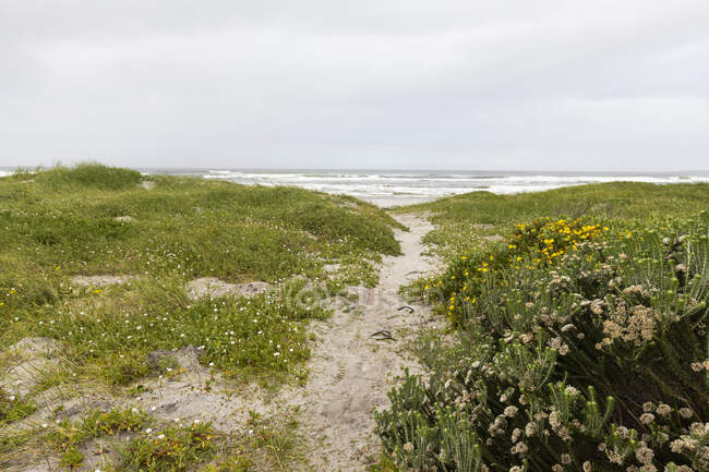 Camino en las dunas de arena, en la costa atlántica - foto de stock
