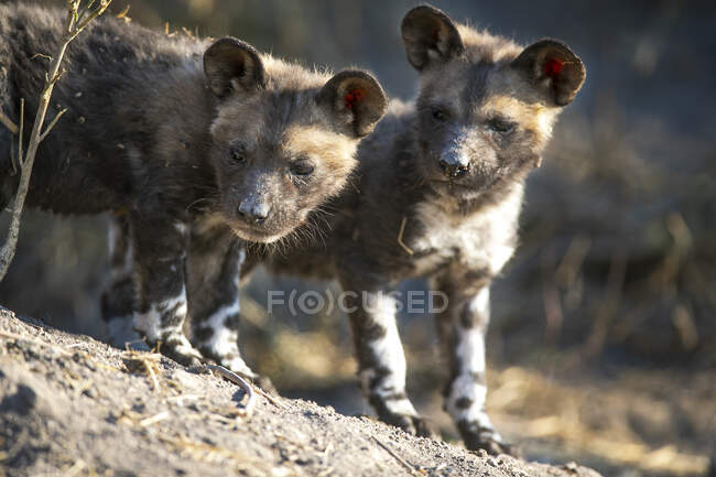 Zwei wilde Hundewelpen, Lycaon pictus, stehen zusammen und schauen aus dem Rahmen. — Stockfoto